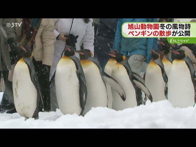 ペンギン歩きページ ペンギン歩きページ X-এ 東京ズーネット［公式］: