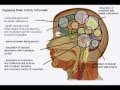 Ujjayi Physiology Demo