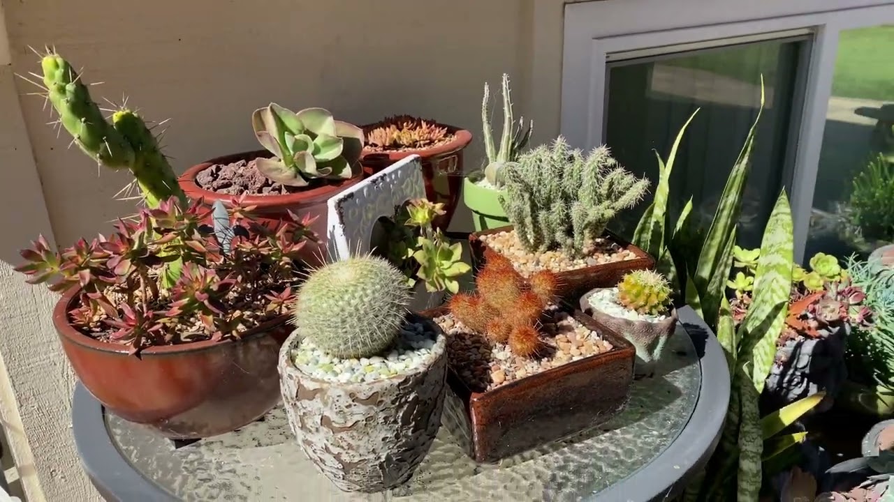 Gorgeous Succulent Collector/Designer Private Garden Tour!