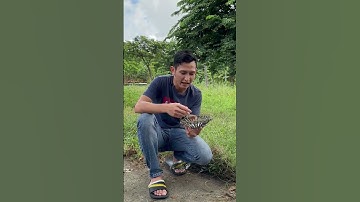 Lưỡi cắt cỏ Nhật Bản - Hiệu suất 1 người bằng 10 người làm