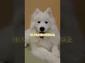 大型犬あるある🐕️ #犬動画 #大型犬 #大型犬のいる生活 #癒し動画 #ワンちゃん #犬好き