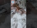Харків вкрило першим снігом у листопаді