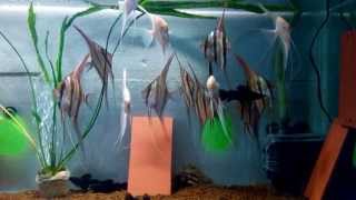 Download Lagu Altum MP3