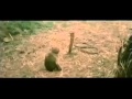 Snake vs monkey fight