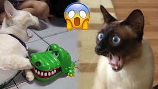 Best Funny Animals 2024 😍 Funniest Dogs and Cats 😻🐶 Part 17