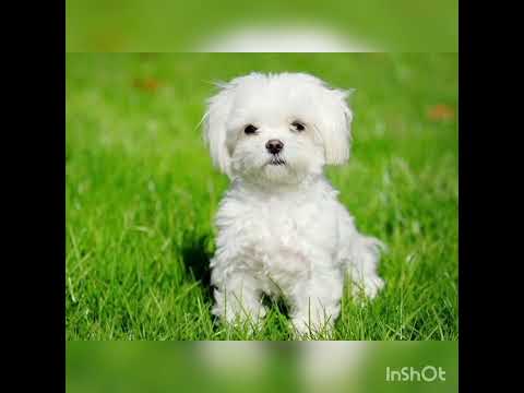 Tropiclean (Тропіклін) Шампунь " Ідеальна шерсть" для довгої шерсті,  для собак, 473 мл, видео 1