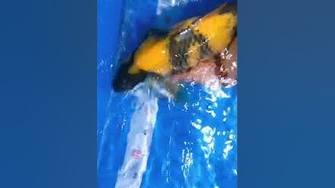Cá koi ki utsuri nhật| cá cọp vàng 45cm |sđt: 0792980789