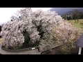 【空撮】 一心行の大桜 全方位撮影編