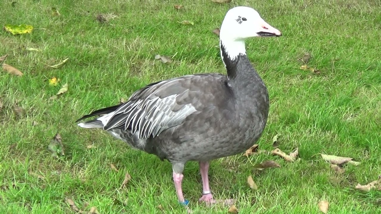 Snow Goose (blue-morph)