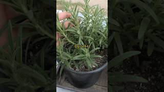 Growing Rosemary from Seed to Harvest