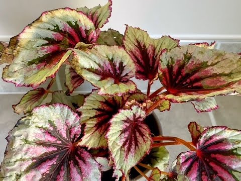 Video: Kāpēc begonijas lapas kļūst sarkanas?