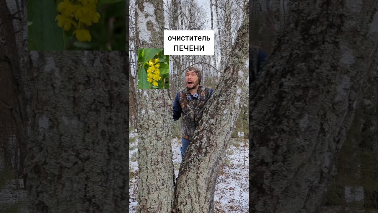 Барбарис - очиститель печени 