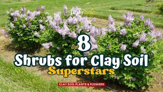 Top 8 Shrubs for Clay Soil Superstars  // Gardening Ideas