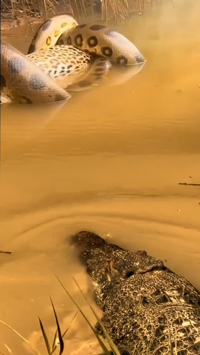 buaya mendekati anaconda yang sedang melilit macan tutul #shorts