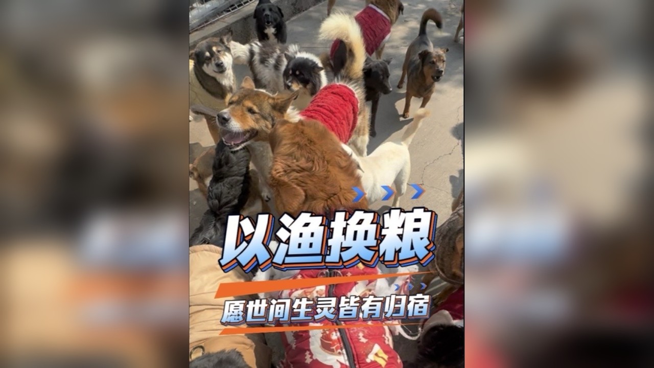 听过关于流浪狗最辛酸的一句话它们觉得只有地上的才是属于它们的