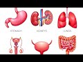 Oshqozon Duodenum Taloq topografik anatomiyasi splenoektomiya
