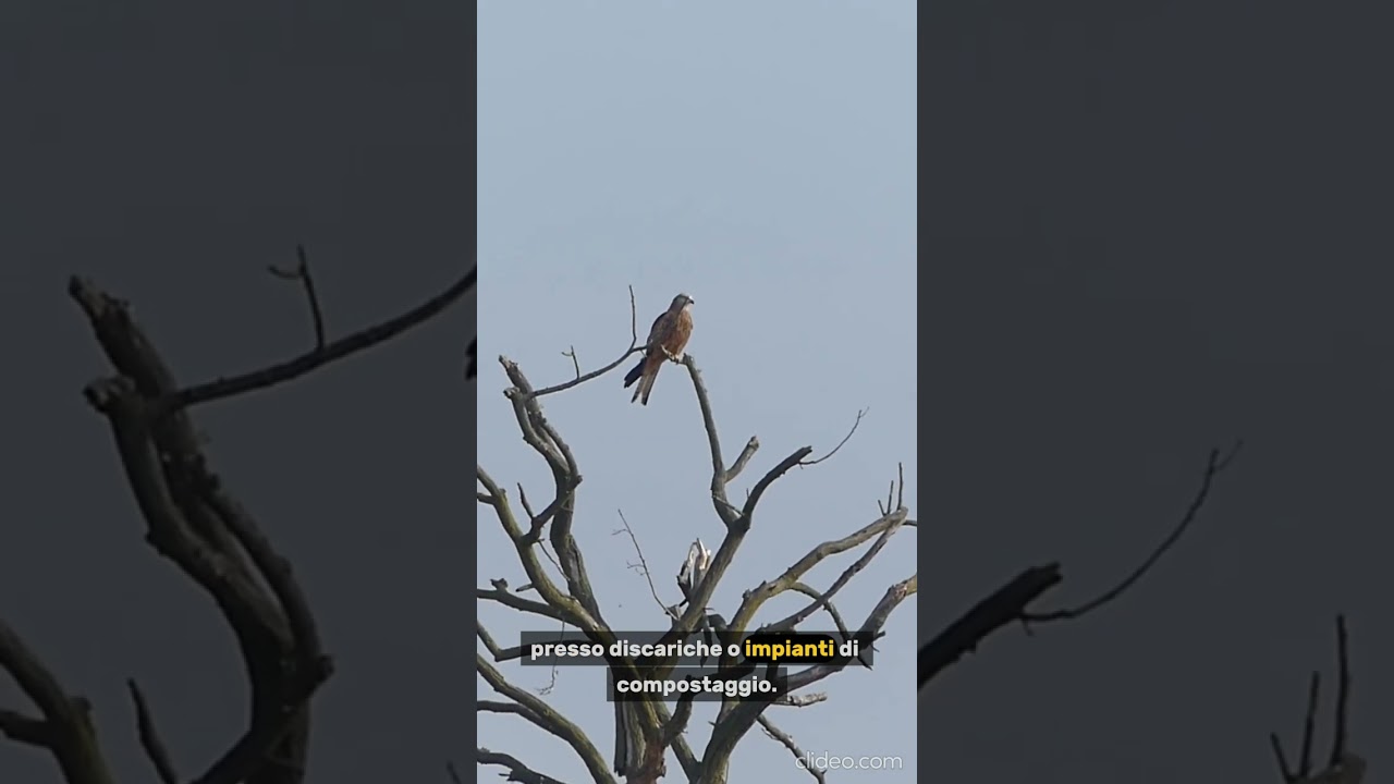 ✳️🌿🦅 PILLOLE DI BUONA FRUIZIONE DELLE NOSTRE AREE PROTETTE 🦅🌿✳️
