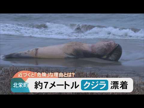 A 7-meter whale washes up on the shore Why is it dangerous to