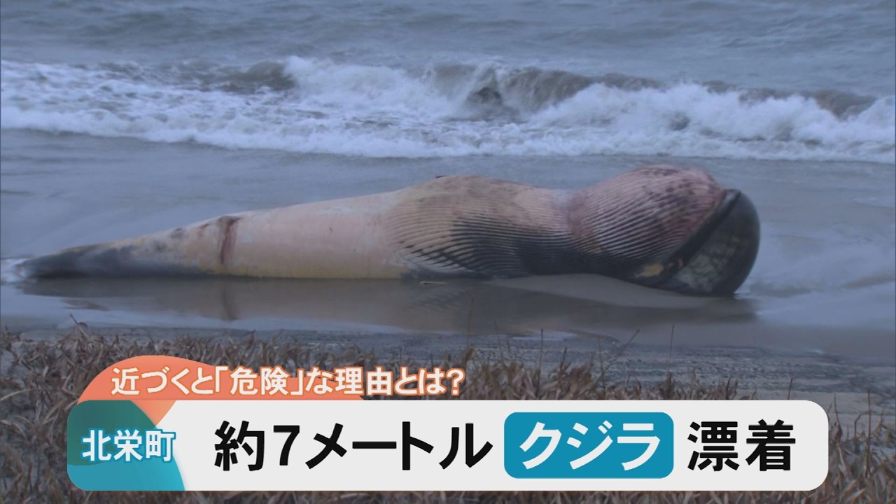 這うクジラ A 7-meter whale washes up on the shore Why is it dangerous to