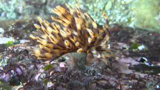 20110217_海羽毛_頂毛.MP4