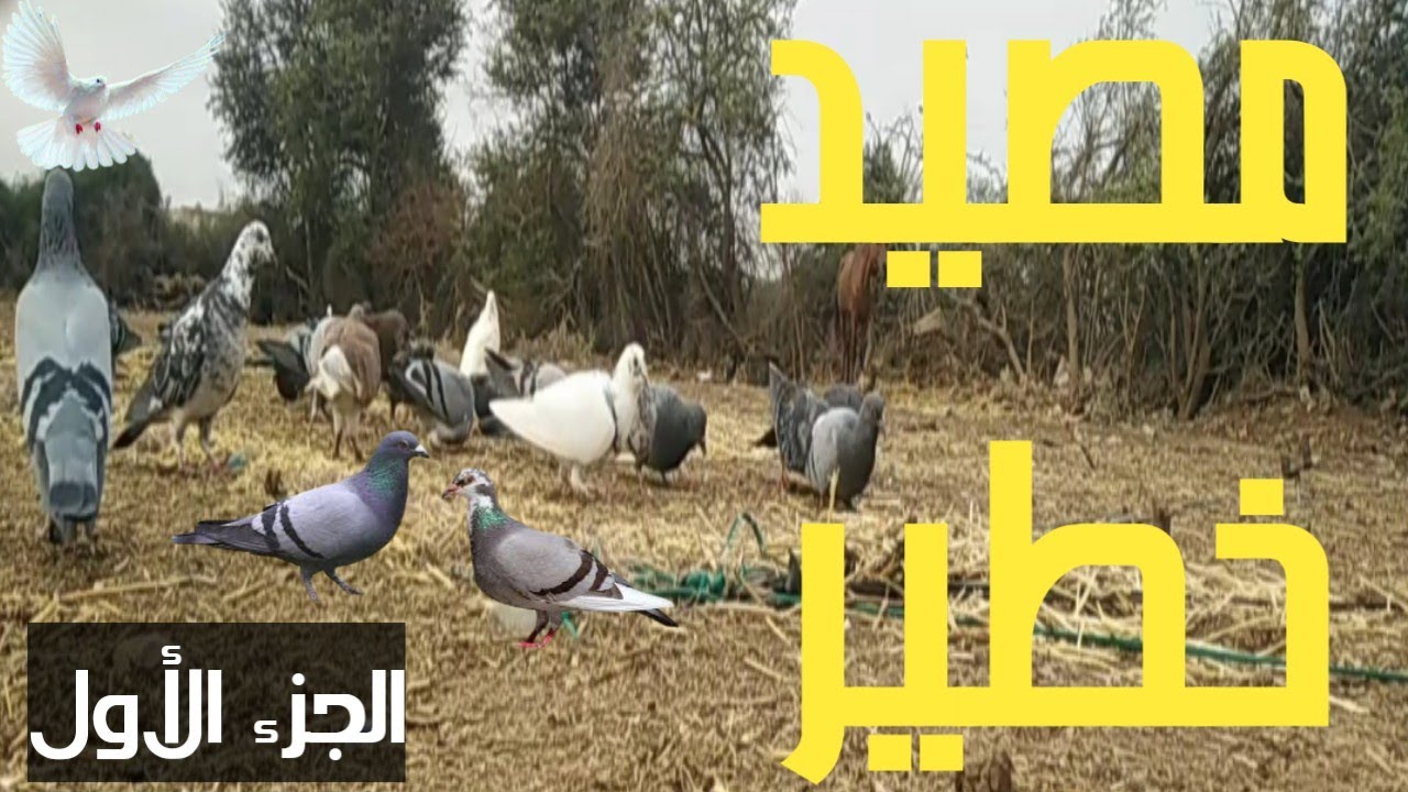 تحدي البرية💪صيد الحمام🕊️في أخطر مصيد🔥والحصيلة صادمة