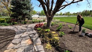 Replacing Berry Plants, Smokebush Rejuvenation Prune \u0026 Viburnum Planting! 🫐✂️🌿 // Garden Answer