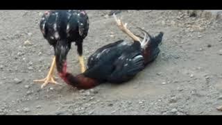 ngeri ❗sampai terpapar mati,akibat pukul saraf #shorts #ayambangkok #ayamkampung