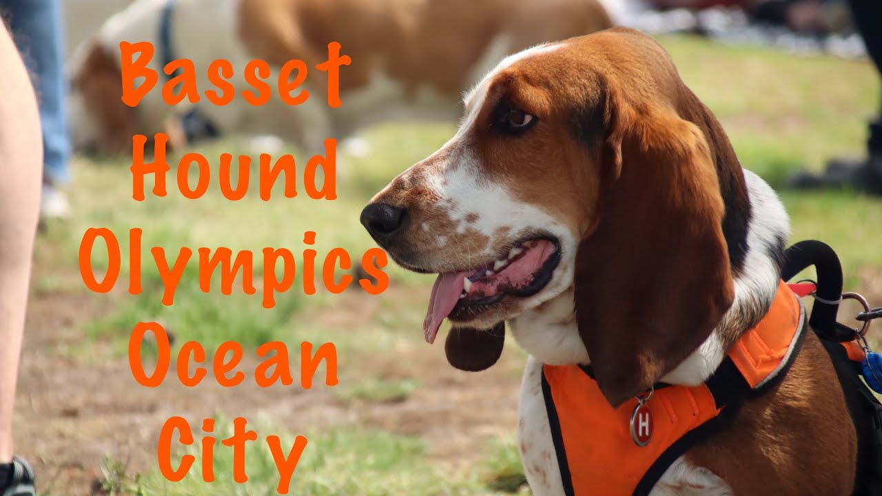 Basset Hound Olympics Boardwaddle Ocean City YouTube