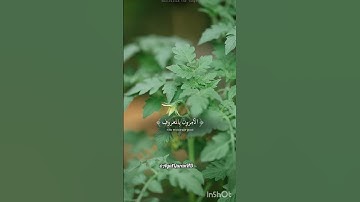 تلاوة خاشعة تريح القلب. #قرآن #تلاوة_خاشعة #المصحف #tilawati354 #اكسبلور