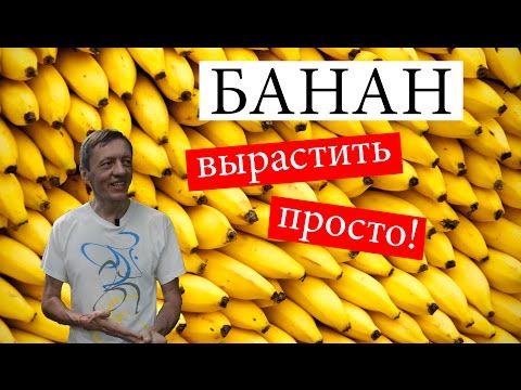 Как вырастить банан в домашних условиях