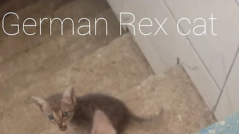 Watch the video about German Rex cat|found in Pakistan|swat|