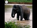 Animals in the Wild | Elephant Bathing