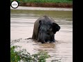 Animals in the Wild | Elephant Bathing