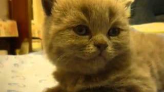 Koci atak na poduszkę