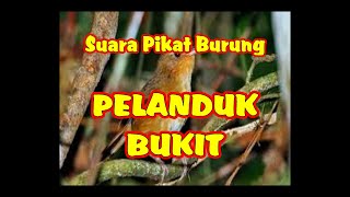 SUARA PIKAT PELANDUK BUKIT | PELANDUK BUKIT JANTAN DAN BETINA