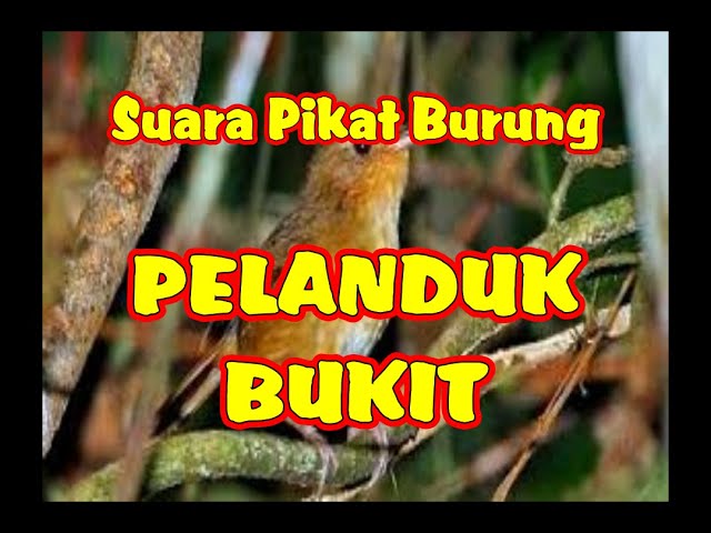 SUARA PIKAT PELANDUK BUKIT | PELANDUK BUKIT JANTAN DAN BETINA class=