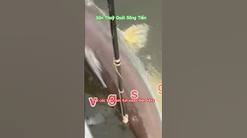 Lặn săn thuỷ quái trên sông Tiền #fishing #banca #batca