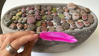 : / Lithops.    !? 18.07.2023.