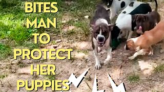 Rescue Heroic Mama Dog Bites Man to Protect Pups, But He Refuses to Back Down by PAWS NATION 1,140 views 5 months ago 2 minutes, 31 seconds