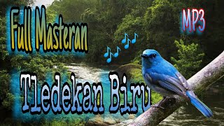 Burung Selendang Biru Gacor // Masteran Tledekan Biru