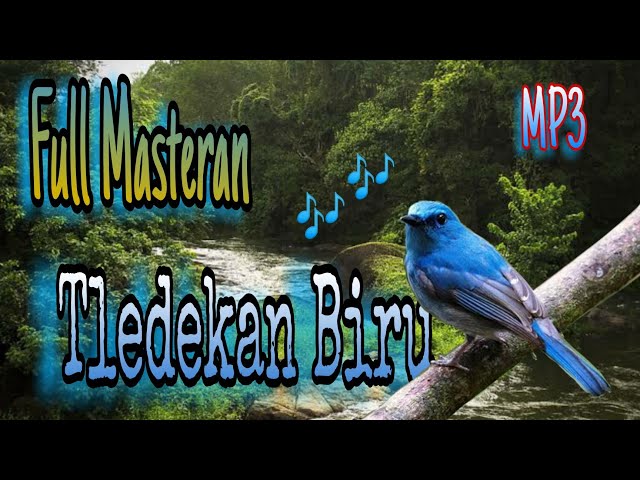 Burung Selendang Biru Gacor // Masteran Tledekan Biru class=