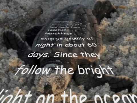 Sea Turtles Hatchlings Pour From Nest 1 at Litchfi...
