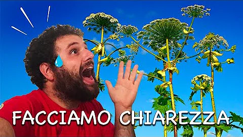 Dove si trova la pianta panacea?