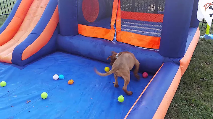 Dog goes crazy on a bounce house