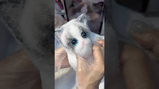 Soft kitty face #cat #squishylove #cuteanimal #cute #squishy #cutecat #catlover #squishylover