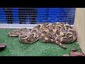 ヘビのお食事タイム(パフアダー)