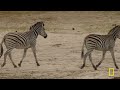 Welcome to the Waterhole (Full Episode) | Primal Combat | Nat Geo Animals