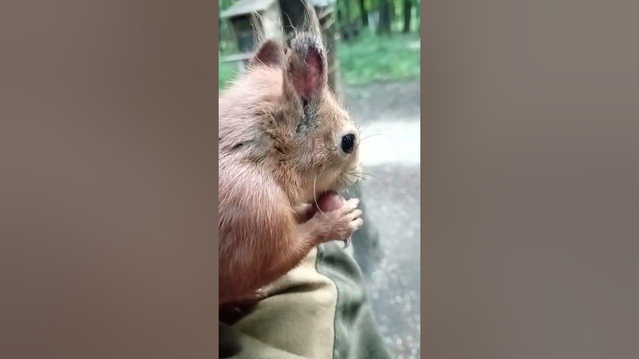 Ушастик знает, где взять орешек / Ushastik knows where to get a nut ...