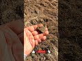 Интересная вещица #shorts #metaldetecting #находкисметаллоискателем #интереснаявещица  #другаяжизнь