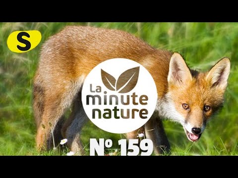 5 IDÉES REÇUES SUR LE RENARD (No 159)